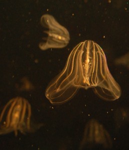 Comb jellyfish